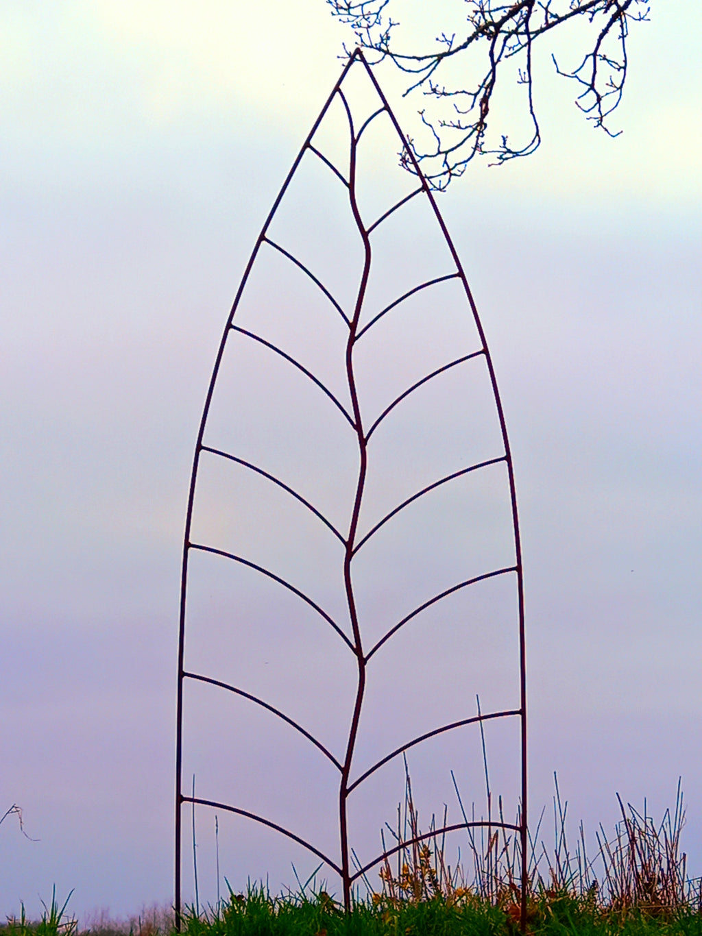 Trellis Leaf Rust