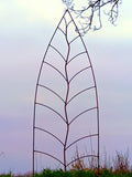Trellis Leaf Rust