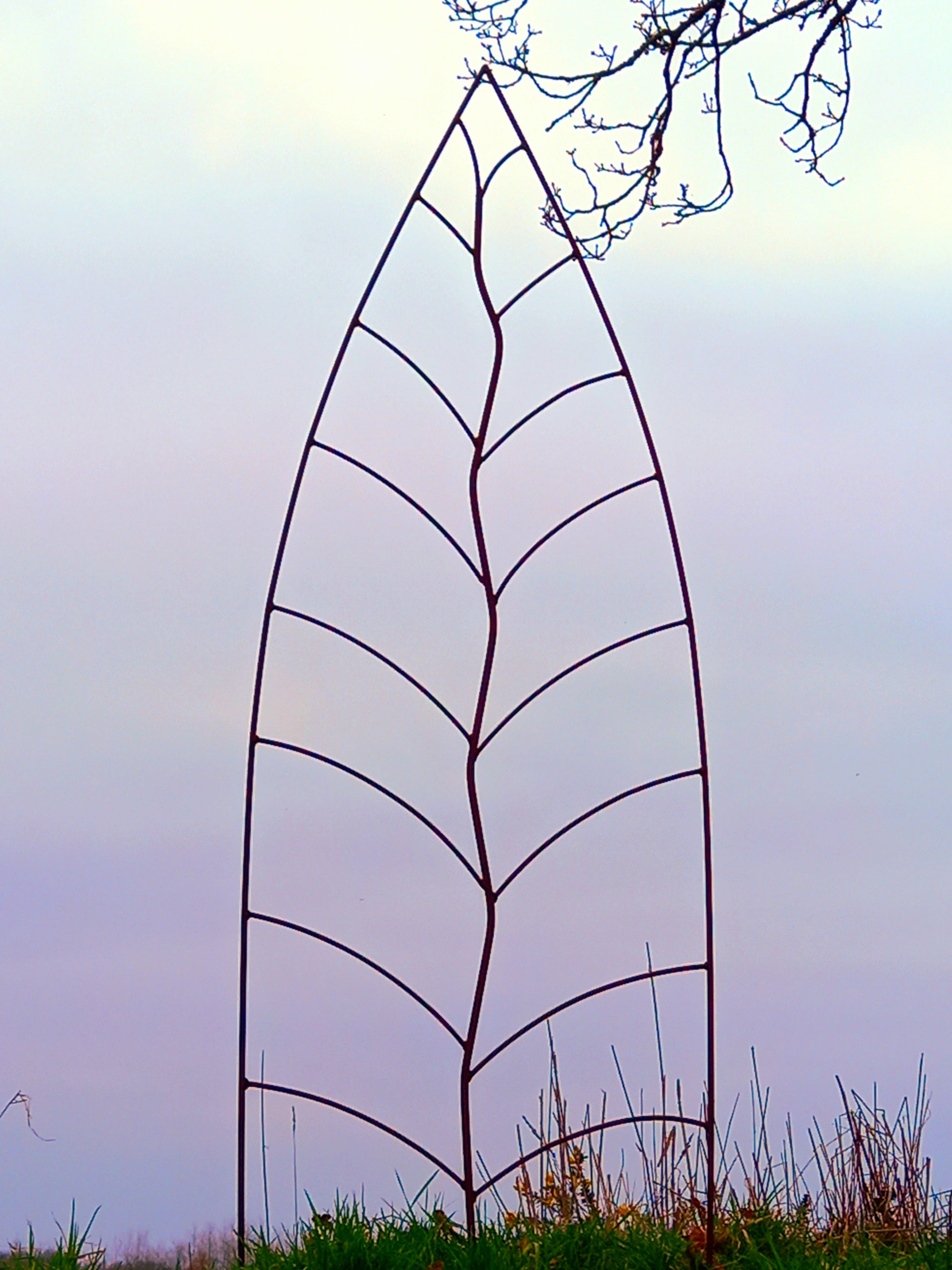 Trellis Leaf Rust