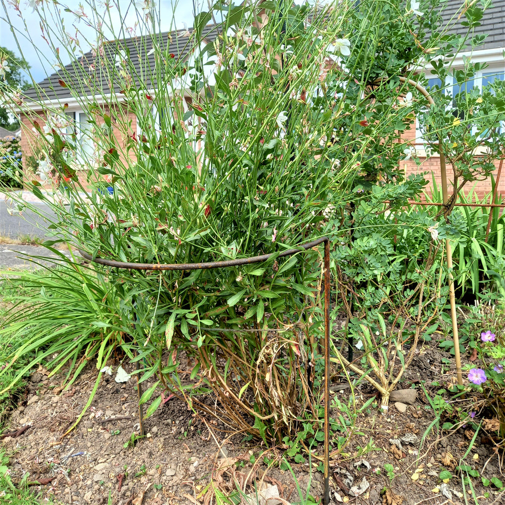 Herbaceous Bow Supports set of 4