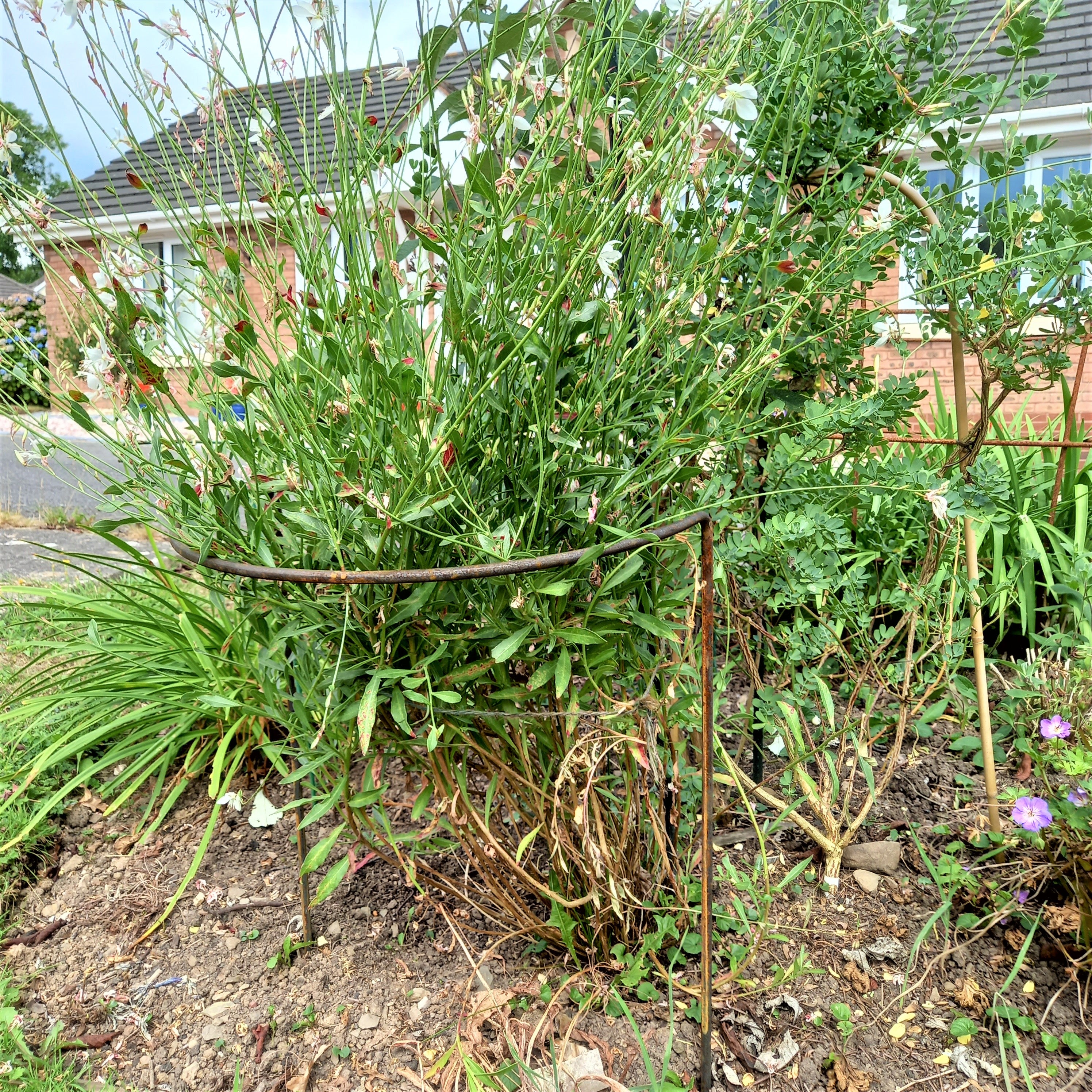 Herbaceous Bow Supports set of 4