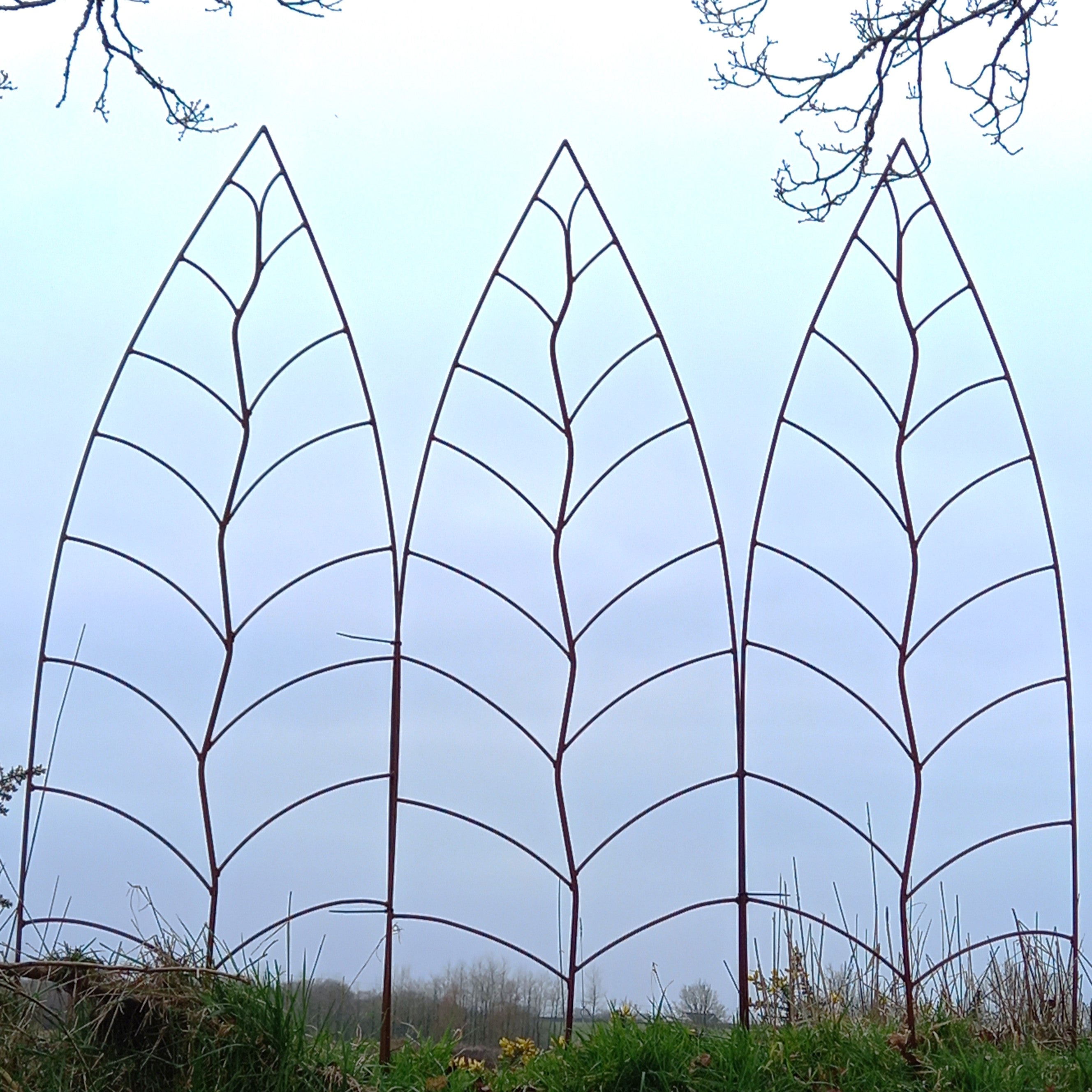 Trellis Leaf Rust