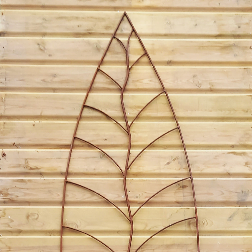 Trellis Leaf Rust