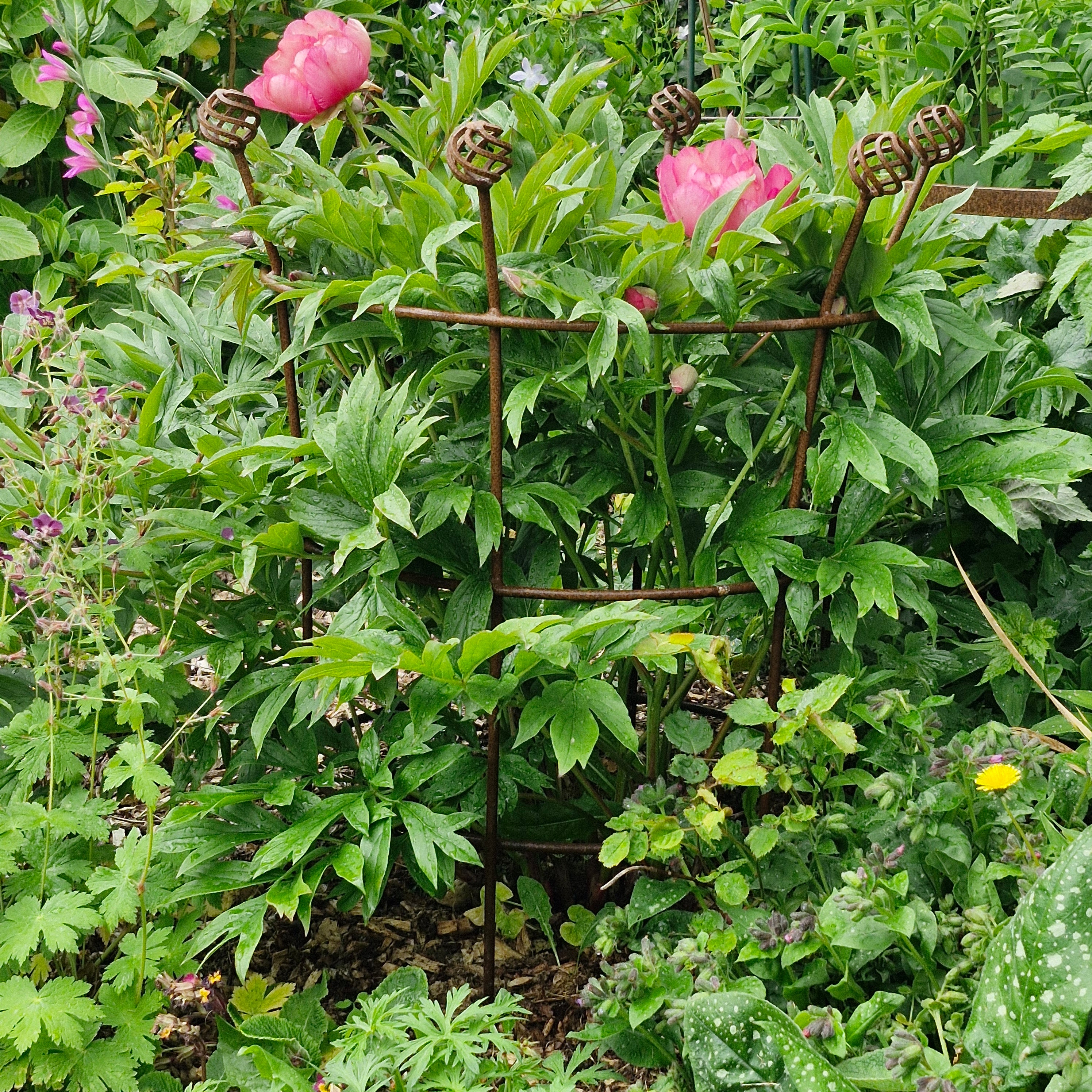 Fluted Trumpet Plant Support Basket Top