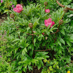 Fluted Trumpet Plant Support Basket Top