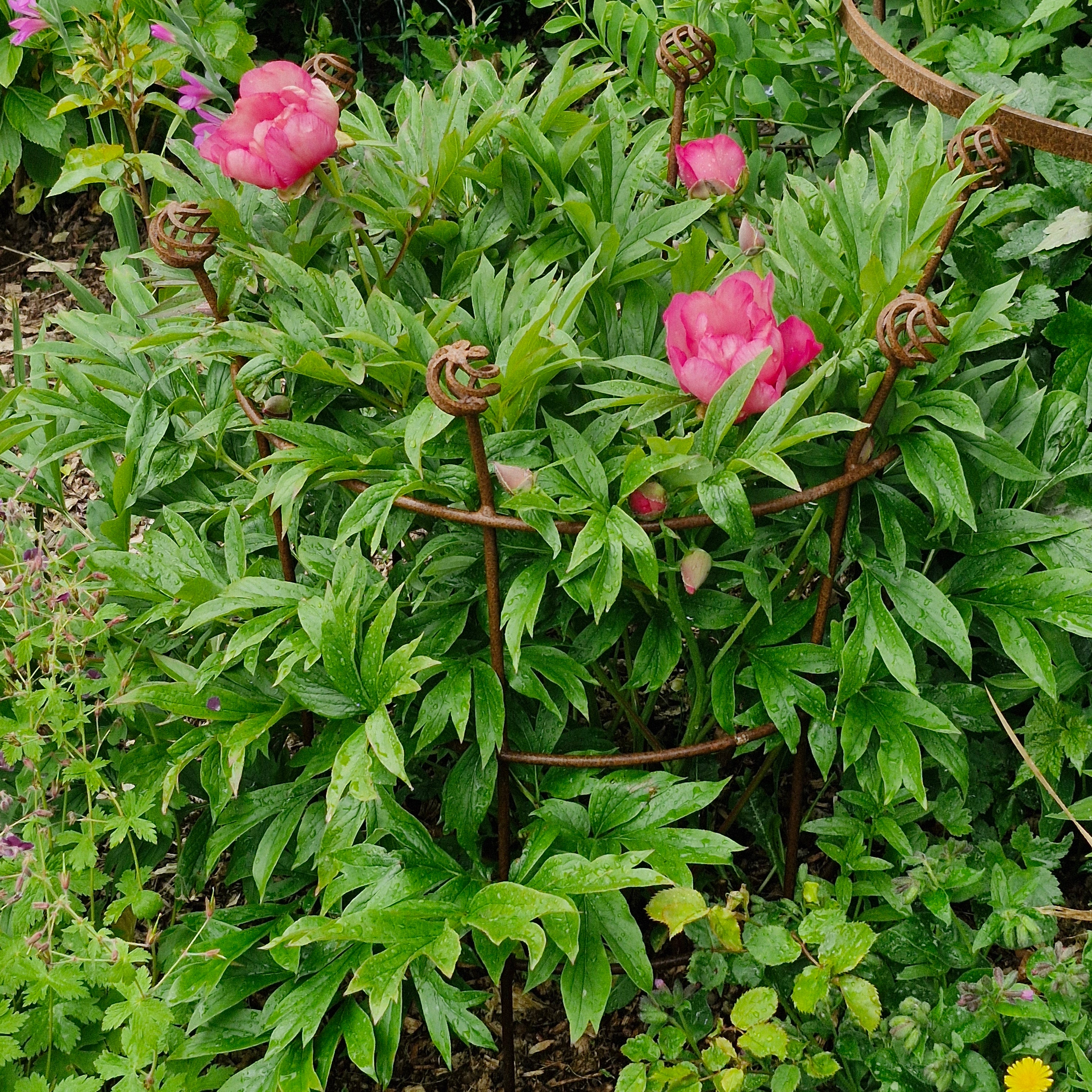 Fluted Trumpet Plant Support Basket Top