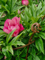 Fluted Trumpet Plant Support Basket Top