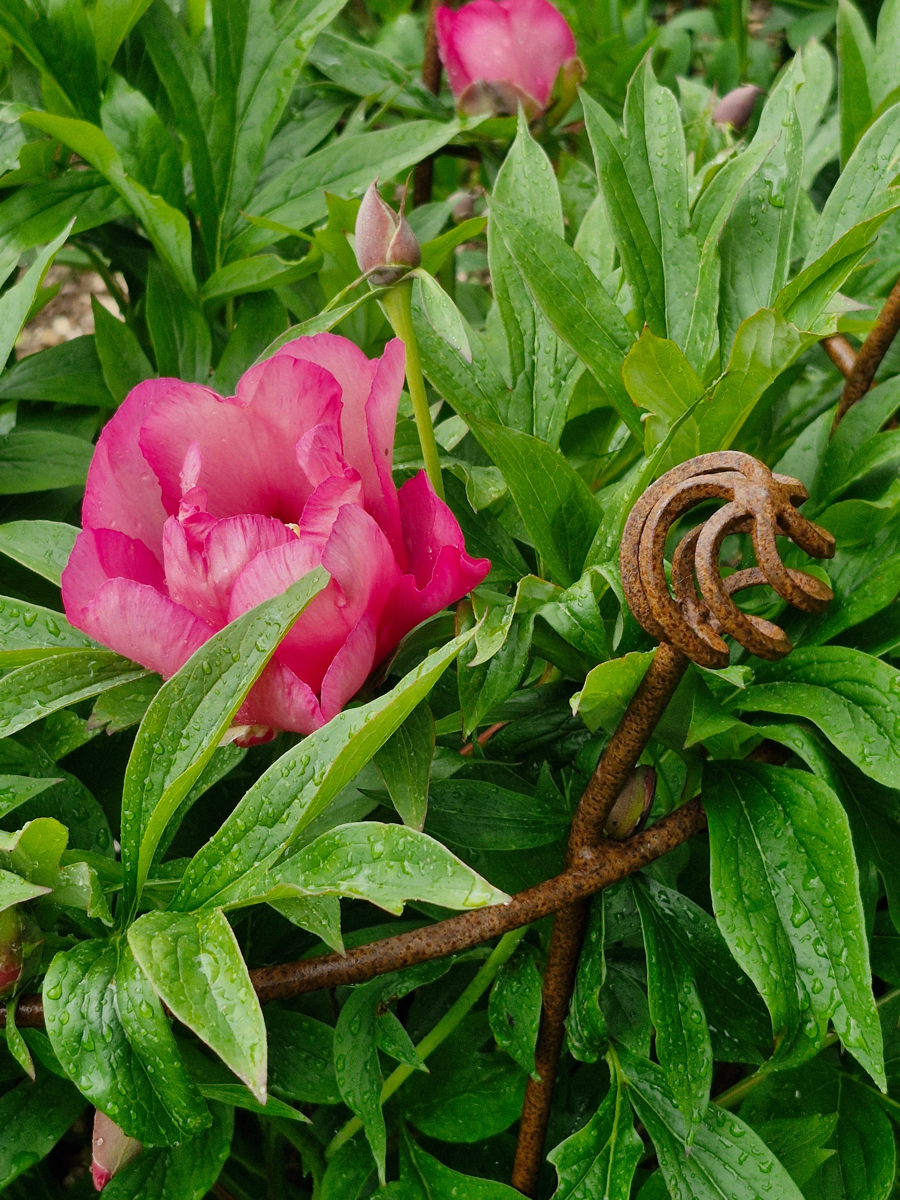 Fluted Trumpet Plant Support Basket Top