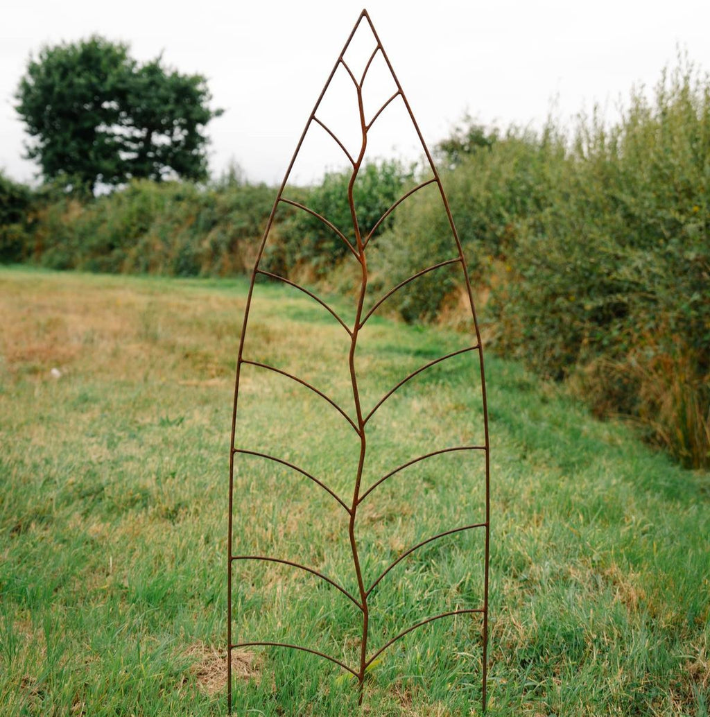 Trellis Leaf Rust