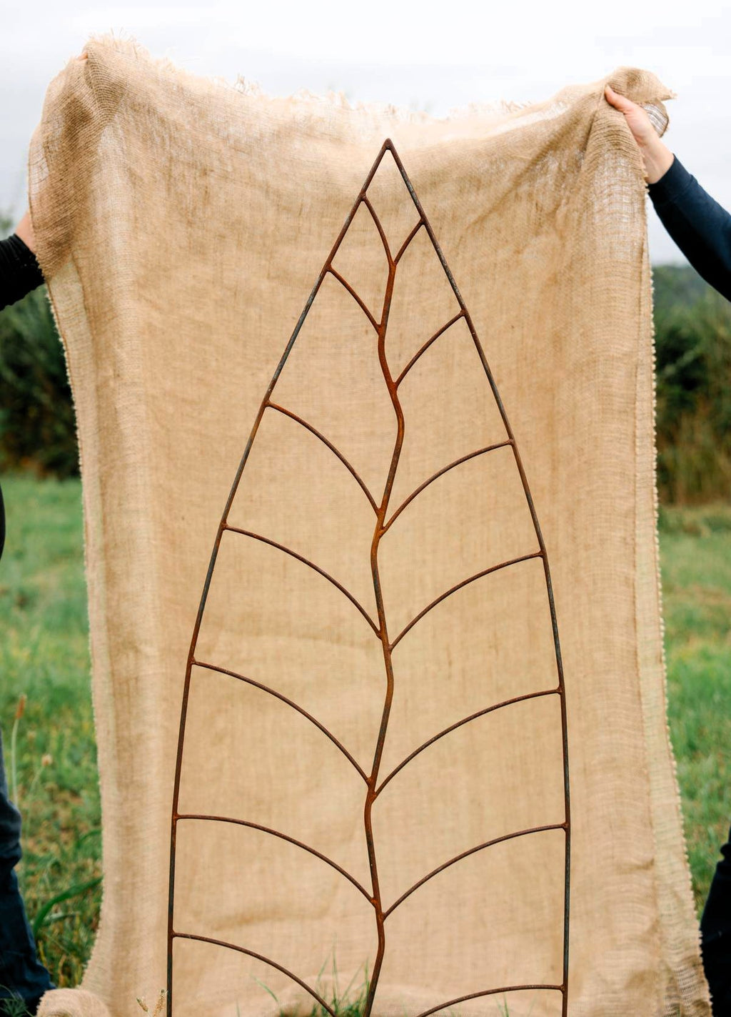 Trellis Leaf Rust