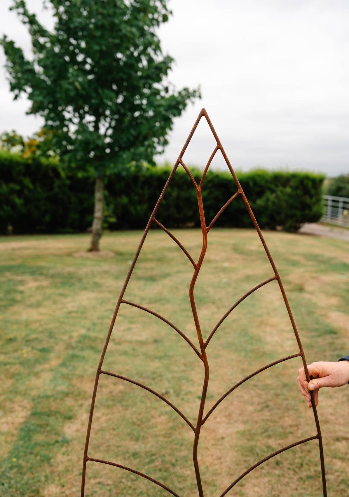 Trellis Leaf Rust