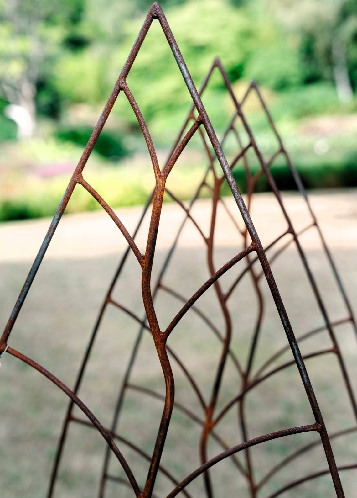 Trellis Leaf Rust