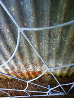 Trellis Spider Web Rust